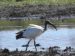 Ibis sacré | Threskiornis aethiopicus | Sacred Ibis