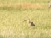 Courlis cendré | Numenius arquata | Eurasian Curlew