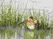Bécassine des marais | Gallinago gallinago | Common Snipe