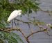Aigrette garzette | Egretta garzetta | Little Egret