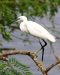 Aigrette garzette | Egretta garzetta | Little Egret