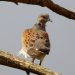 Tourterelle des bois | Streptopelia turtur | European Turtle Dove