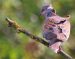 Tourterelle des bois | Streptopelia turtur | European Turtle Dove
