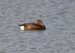 Fuligule nyroca | Aythya nyroca | Ferruginous Duck