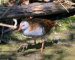 Râle d&rsquo;eau | Rallus aquaticus | Water Rail