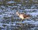 Chevalier sylvain | Tringa glareola | Wood Sandpiper