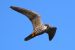 Faucon hobereau | Falco subbuteo | Eurasian Hobby