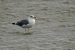 Goéland brun | Larus fuscus | Lesser Black-backed Gull