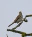 Pipit spioncelle | Anthus spinoletta | Water Pipit