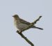 Pipit spioncelle | Anthus spinoletta | Water Pipit