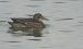 Sarcelle d&rsquo;été | Anas querquedula | Garganey