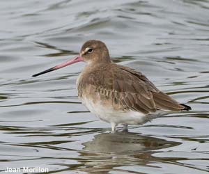 Barge à queue noire (Limosa limosa) adulte de deuxième année calendaire