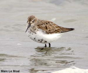Bécasseau variable (Calidris alpina) adulte en cours d'acquisition du plumage nuptial