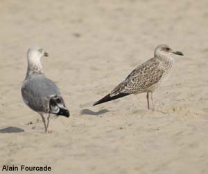 Goélands argentés (Larus argentatus) de second hiver et juvénile