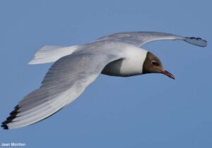 Mouette rieuse (Chroicocephalus ridibundus) adulte en plumage nuptial