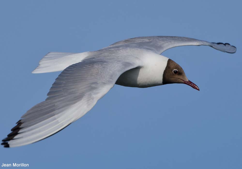 Mouette rieuse (Chroicocephalus ridibundus) adulte en plumage nuptial