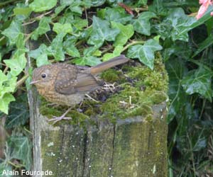 Rougegorge familier (Erithacus rubecula) juvénile