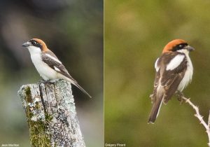 Pies-grièches à tête rousse Lanius senator senator et L. s. badius