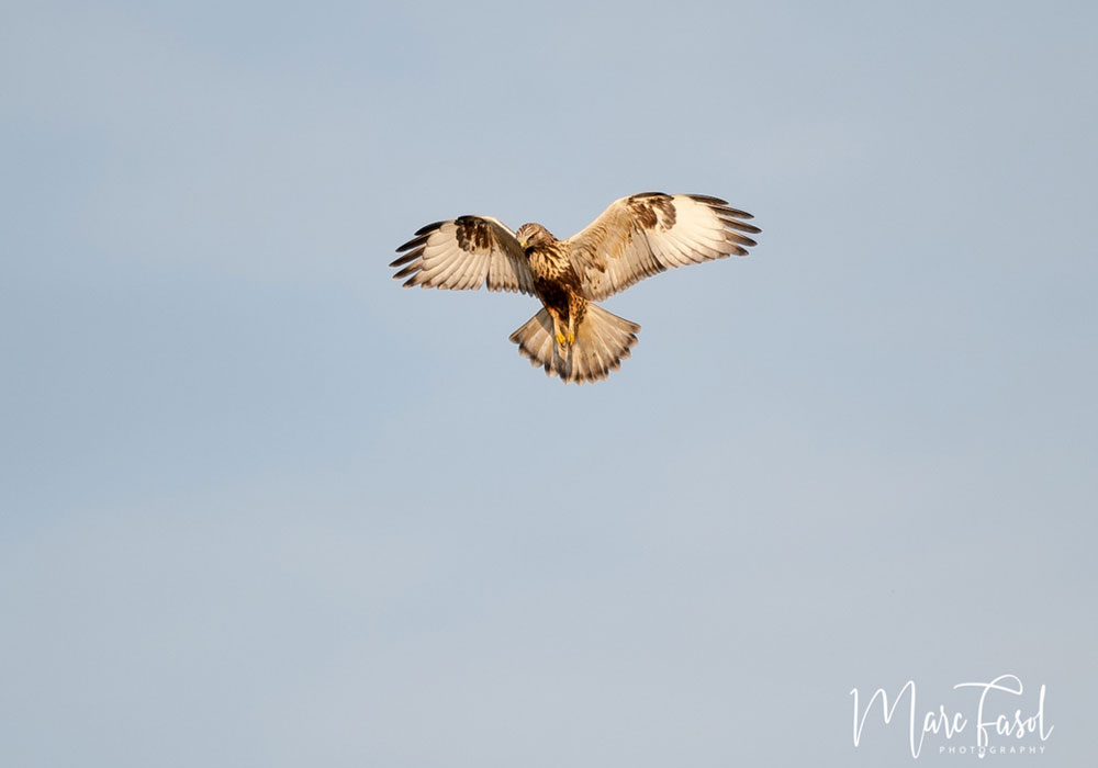 Buse pattue (Buteo lagopus)