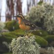 Observer les oiseaux dans l’archipel écossais des Orcades (Grande-Bretagne)