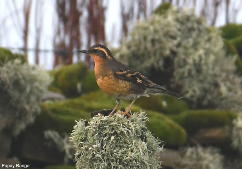 Observer les oiseaux dans l’archipel écossais des Orcades (Grande-Bretagne)