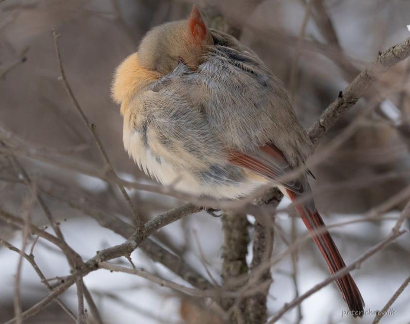 Cardinal rouge (Cardinalis cardinalis) femelle