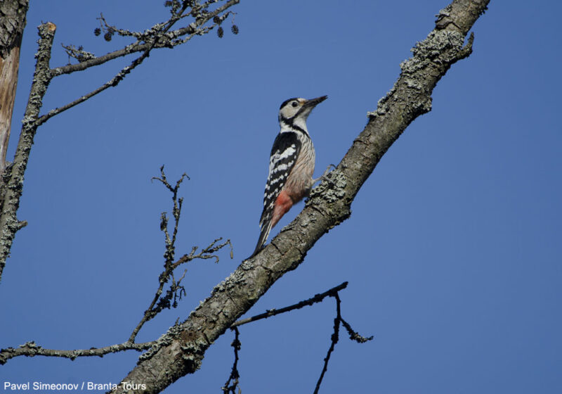 Voyage ornithologique au Bélarus (Biélorussie) en mai 2009 (première partie)