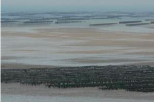 Conchyliculture dans un havre du Cotentin (Manche)