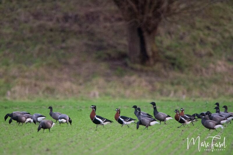 Où observer les oiseaux dans la province de Zélande (Pays-Bas) ?