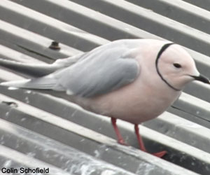 Mouette de Ross (Rhodostethia rosea) adulte