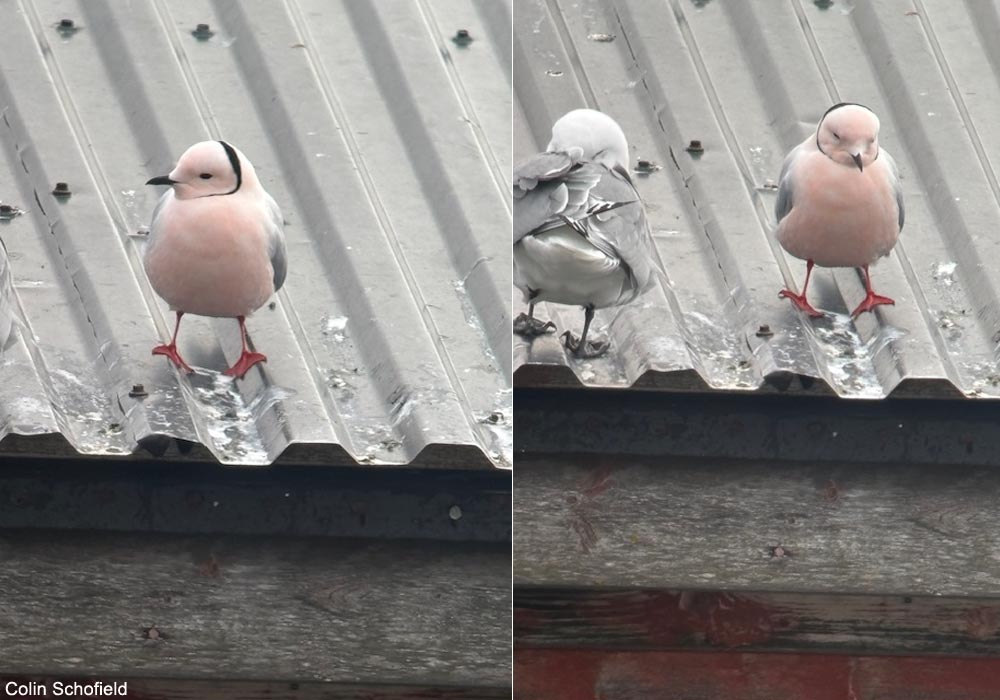 Mouette de Ross (Rhodostethia rosea) adulte