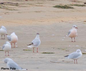 Mouettes rieuses (Chroicocephalus ridibundus)