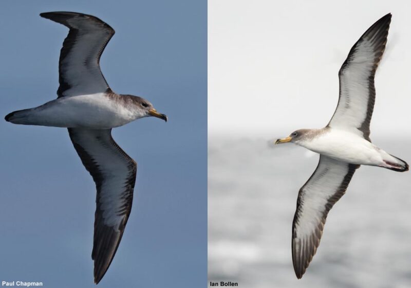 Comment distinguer les Puffins cendré (ou boréal) et de Scopoli ?