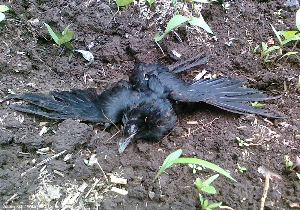 Mort aux rats  Objectif plumes