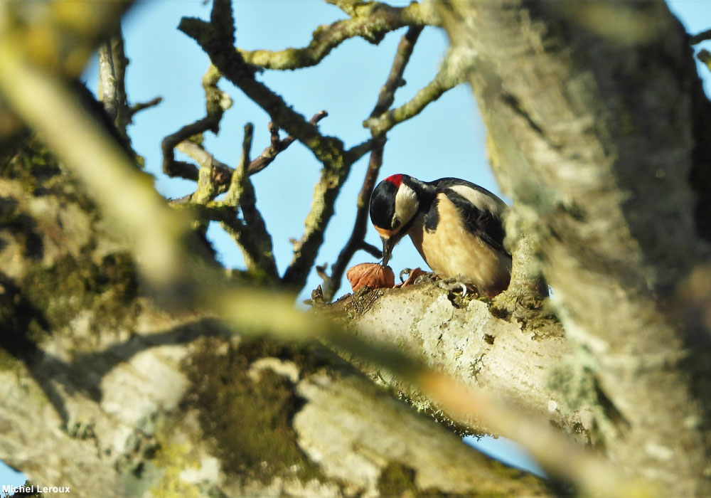 Pic épeiche (Dendrocopos major)