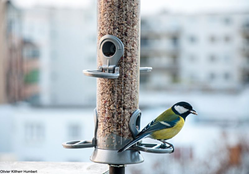 Conseils pour nourrir les oiseaux sur son balcon en hiver