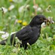 Pourquoi le mâle du Merle noir est-il noir ?