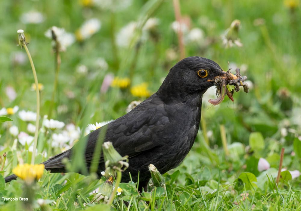 Merle noir (Turdus merula) mâle