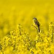 Le colza, une plante intéressante pour les oiseaux, les insectes et le sol