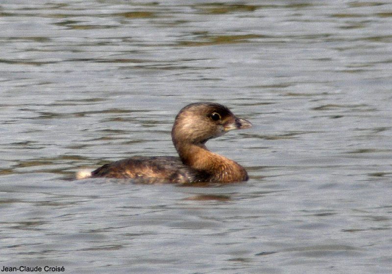 Le Grèbe à bec bigarré en France : un visiteur américain accidentel et discret
