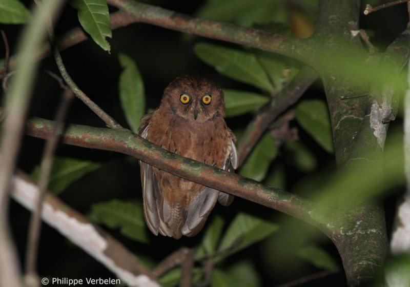 Description officielle d’une nouvelle espèce de petit-duc sur l’île de Principe (São Tomé-et-Príncipe)