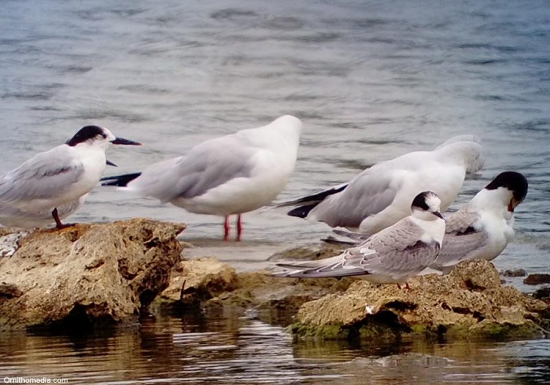 Comment distinguer les Sternes arctique et pierregarin ?
