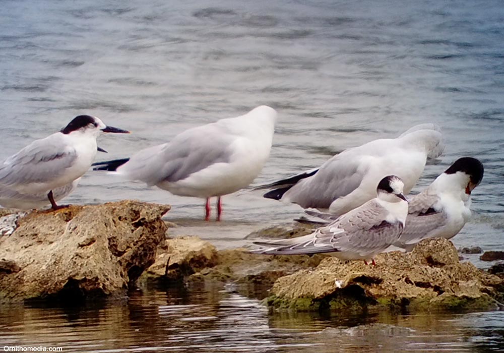 Sterne arctique (Sterna paradisae) juvénile (en plumage usé)