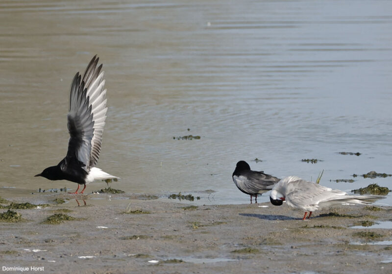 Observer les oiseaux à l’embouchure du Var, une « petite Camargue » entre une grande surface et un aéroport