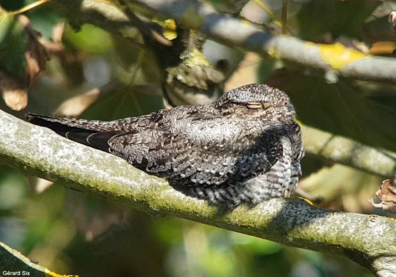 Engoulevent d&rsquo;Amérique sur l&rsquo;île de Sein