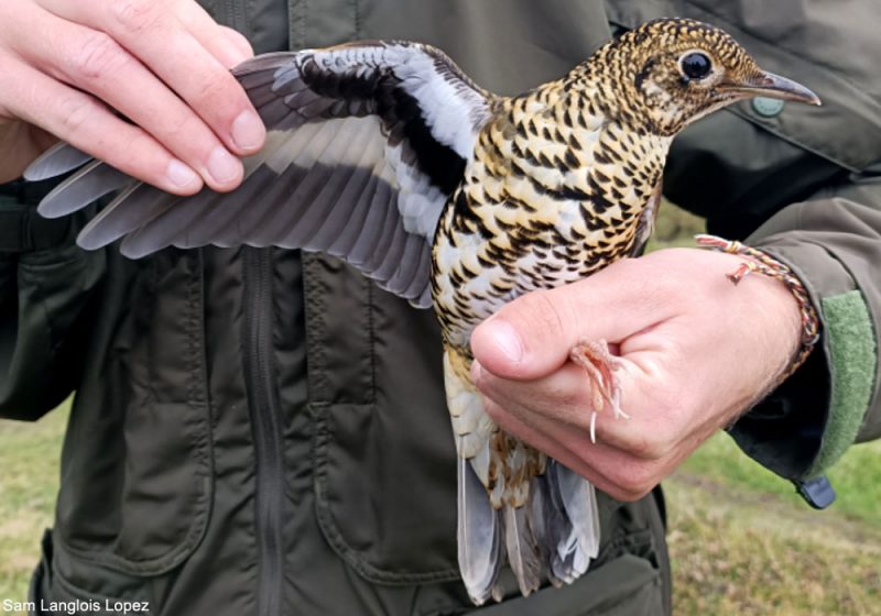 Fair Isle (Grande-Bretagne), l’île mythique des ornithologues