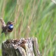 Où observer les oiseaux dans la baie et dans la basse vallée de la Somme ?