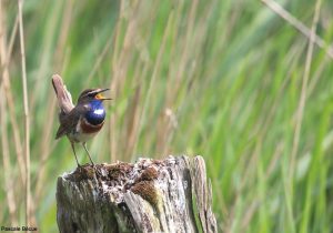 Gorgebleue à miroir (Luscinia svecica) mâle