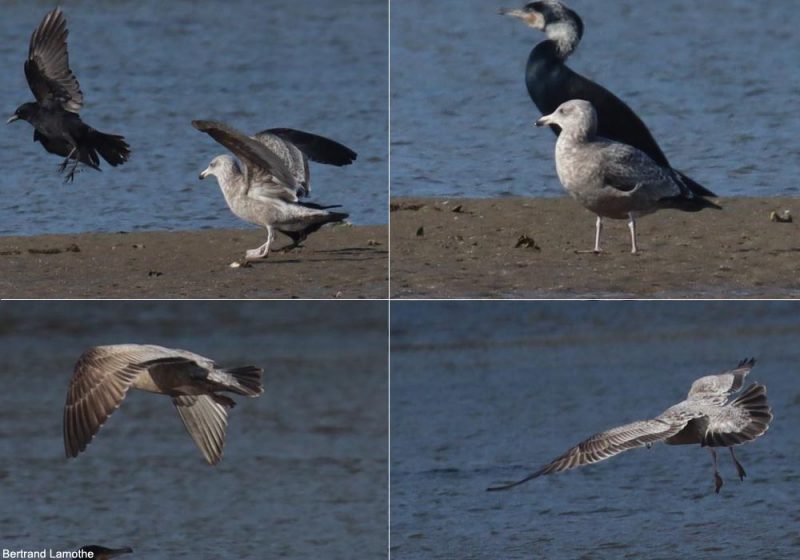 Identifier les Goélands d’Amérique de second hiver et adulte en hiver