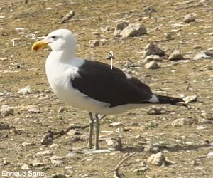 Goéland dominicain (Larus dominicanus) adulte